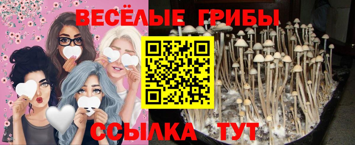 Саяногорск  Псилоцибиновые грибы GOLDEN TEACHER  Вход с VPN  наркотики  Псилоцибиновые грибы Magic Shrooms 